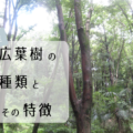国産広葉樹